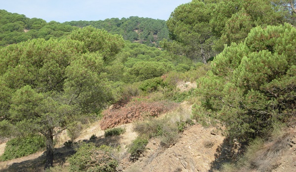 biomasaandalucia